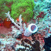 Picture taken during the dive