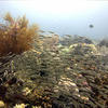 Picture taken during the dive