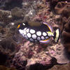 Picture taken during the dive