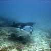 Picture taken during the dive