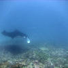Picture taken during the dive