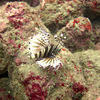 Picture taken during the dive