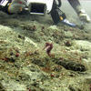 Picture taken during the dive