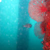 Picture taken during the dive