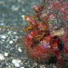 Picture taken during the dive