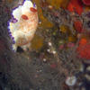 Picture taken during the dive