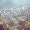 Picture taken during the dive