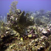 Picture taken during the dive