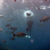 Picture taken during the dive