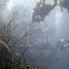 Picture taken during the dive