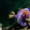 Picture taken during the dive