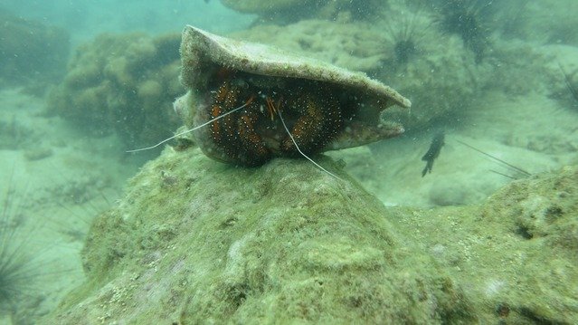 Diving in Phatthaya, Thailand - By Artic