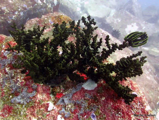 IQ Dive - Dive Center in Thailand