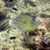 Picture taken during the dive