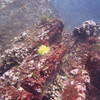 Picture taken during the dive