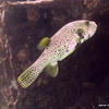 Picture taken during the dive