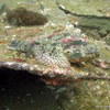 Picture taken during the dive