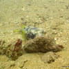 Picture taken during the dive