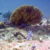 Picture taken during the dive