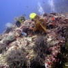 Picture taken during the dive