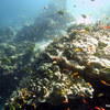 Picture taken during the dive
