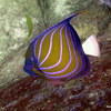 Picture taken during the dive