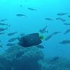 Picture taken during the dive