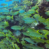 Picture taken during the dive