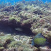 Picture taken during the dive