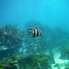 Picture taken during the dive