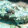 Picture taken during the dive