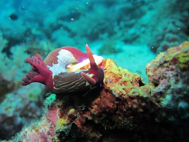 Mr.DIVER - Dive Center
