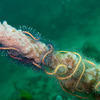 Picture taken during the dive
