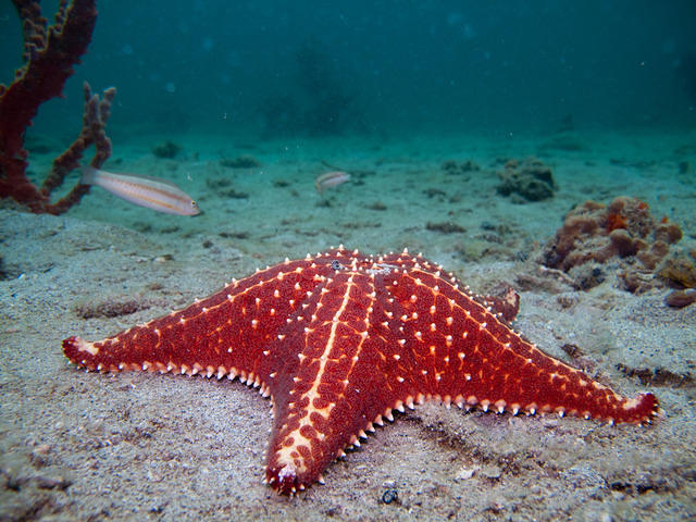 Starfleet Scuba - Dive Center in Panama
