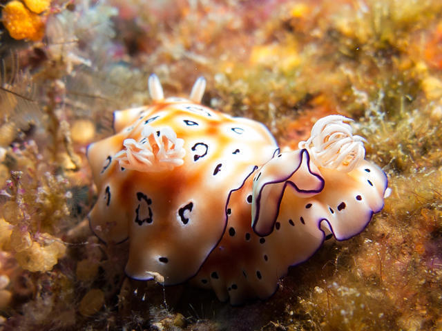 Flora Bay Divers - Dive Center in Malaysia