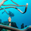 Picture taken during the dive