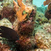 Picture taken during the dive