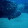Picture taken during the dive