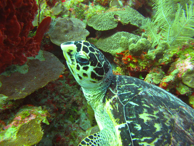Dive Adventuras - Dive Center in Mexico