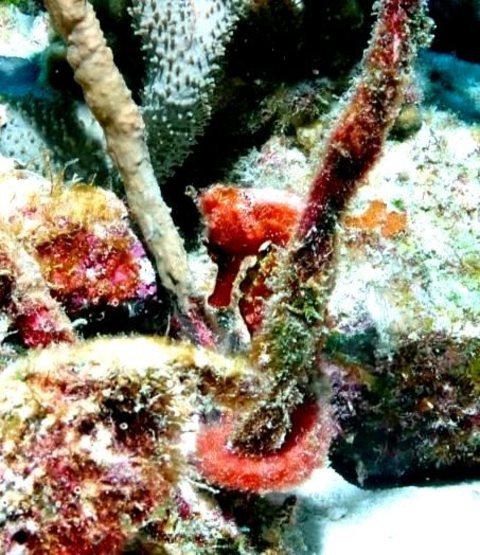 Divi Dive Bonaire - Dive Center in Netherlands