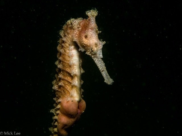 Diving in Spearwood, Australia - By Mickisaway