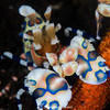 Picture taken during the dive