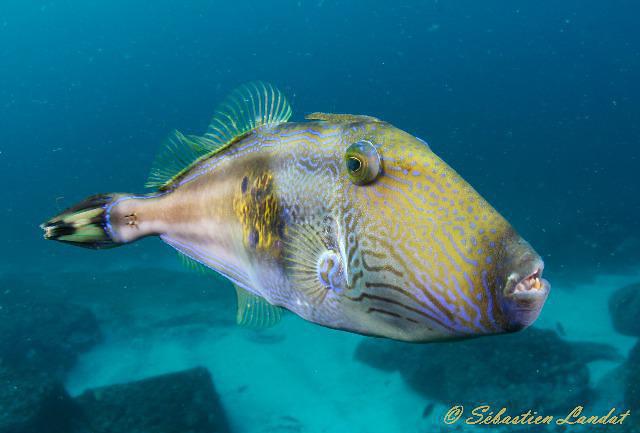 Diving in Australia, Seal Rocks - By Sebdive