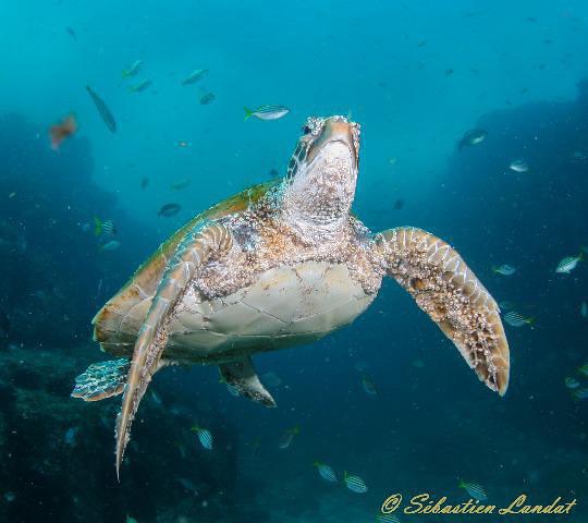 Forster Dive Centre - Dive Center in Australia