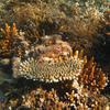 Picture taken during the dive