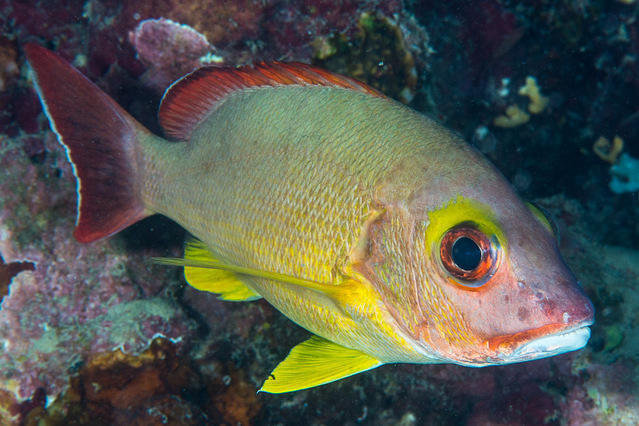 Tahiti Iti Diving - Dive Center