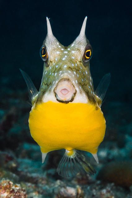 Diving in Danao, Philippines - By Zsispeo