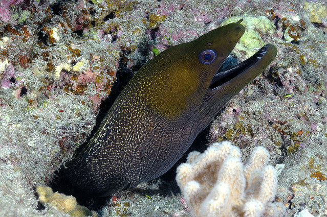 Diving in Reunion, Saint-Leu - By Zsispeo