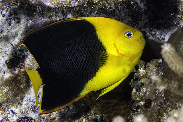 Scubaquatic - Dive Center