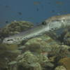 Picture taken during the dive